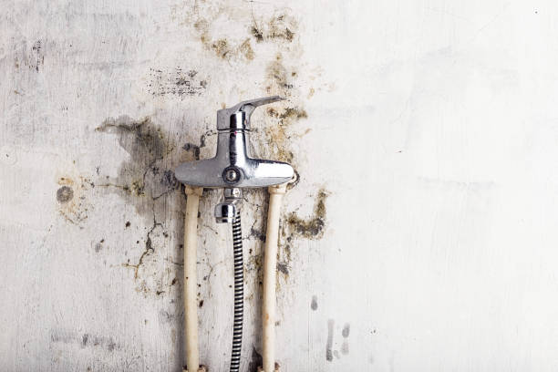 Best Home Mold Removal  in Eden, NC