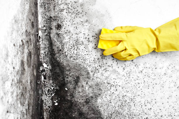 Best Best Mold Removal Companies  in Eden, NC