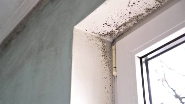 Best Mold Remediation  in Eden, NC