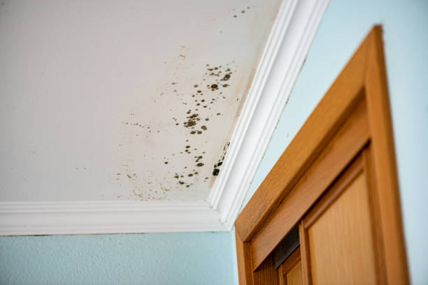 Best Commercial Mold Removal  in Eden, NC