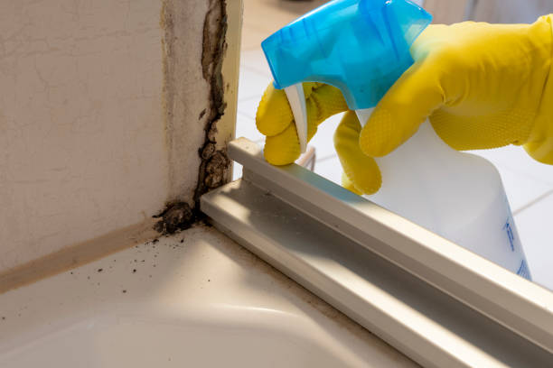 Best Mold Removal Specialists  in Eden, NC