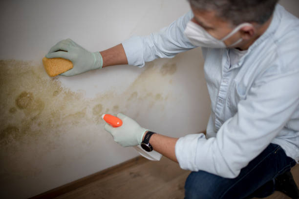 Best Same-Day Mold Removal  in Eden, NC
