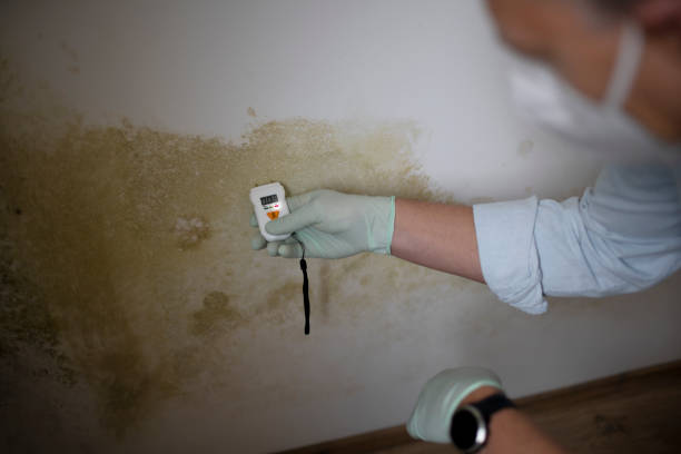 Best Professional Mold Removal  in Eden, NC