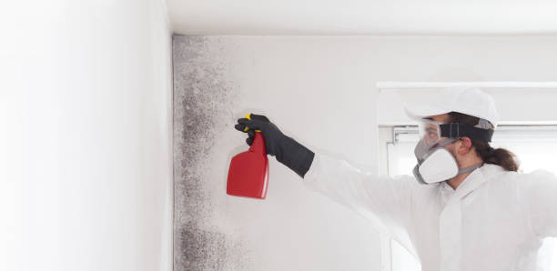Best Mold Removal Company Near Me  in Eden, NC