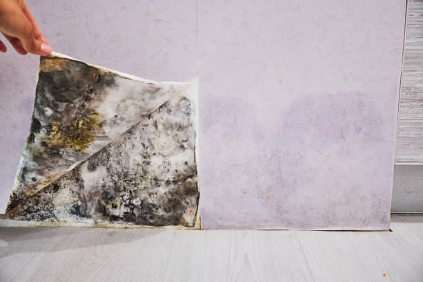 Best Toxic Mold Removal  in Eden, NC